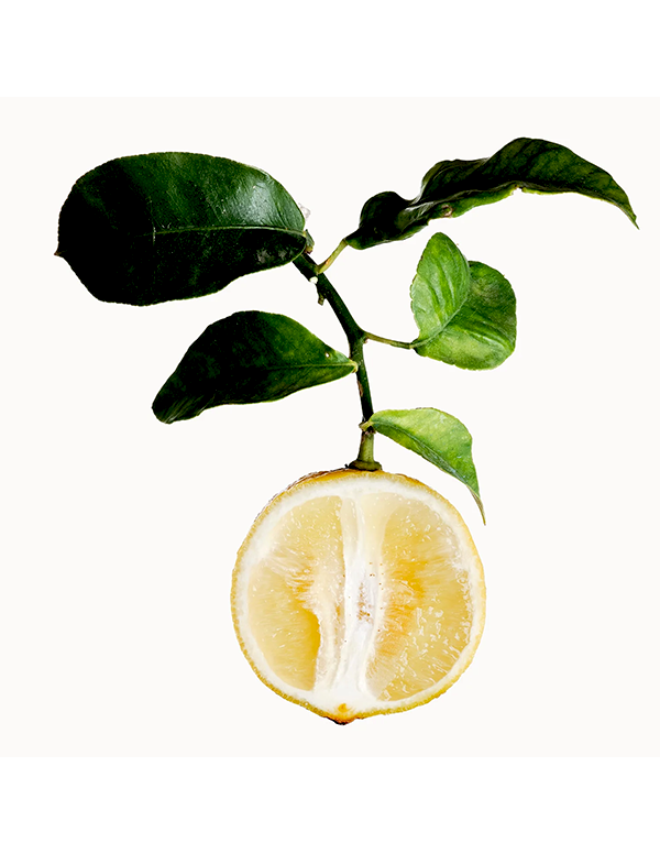 Eau de Parfum Mixte - Neroli N°15 - 50 ml | Collection Prestige