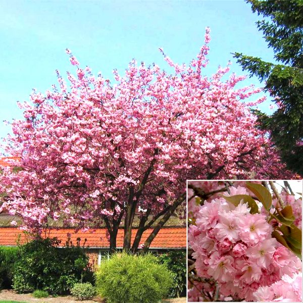 LE BOIS DE ROSE : REDÉCOUVERTE D’UNE ESSENCE PRÉCIEUSE ET ÉTHIQUE